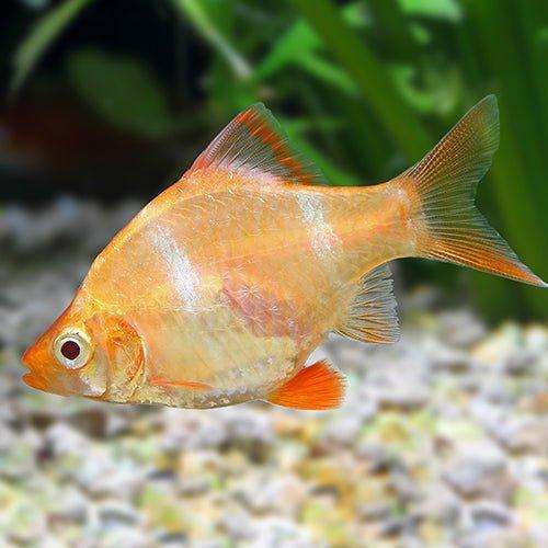 Albino Tiger Barb - Puntius Tetrazona - AllPondSolutions