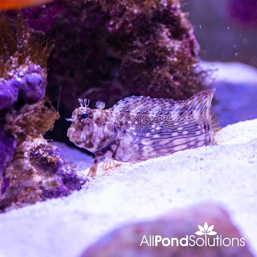 Algae Blenny - Salarias fasciatus - AllPondSolutions