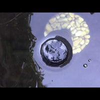 AllPondSolutions floating pond water surface skimmer