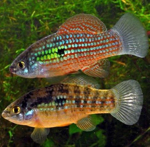 American Flag Fish - Jordanella floridae - AllPondSolutions