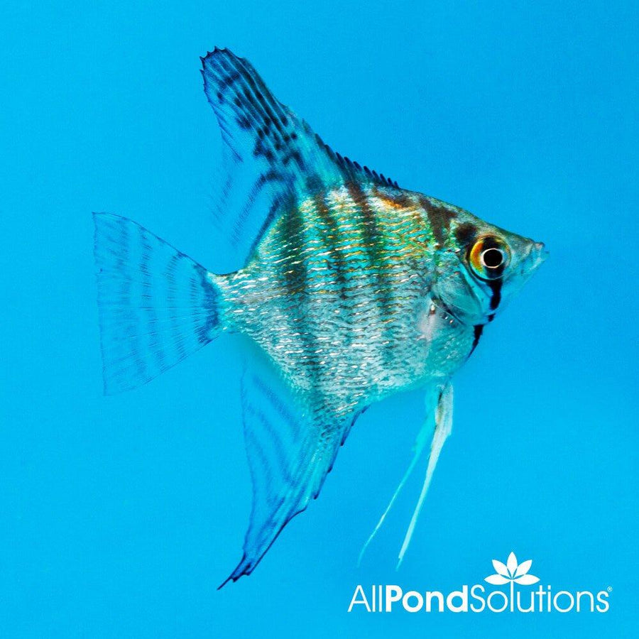 Angelfish Blue Pinoy- Pterophyllum Scalare - AllPondSolutions