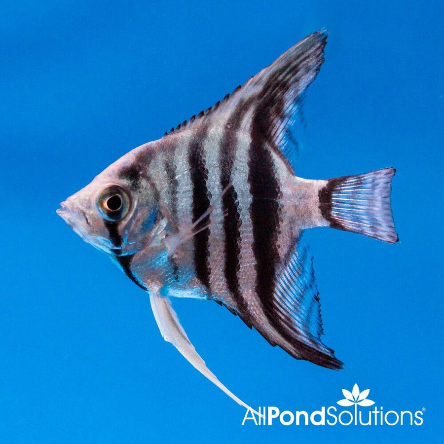Angelfish Blue Zebra - Pterophyllum Scalare - AllPondSolutions