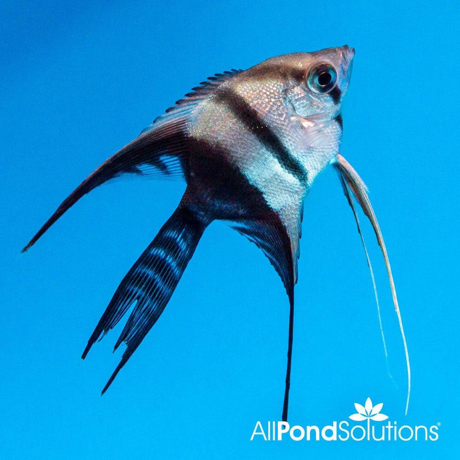 Angelfish Half Black VT - Pterophyllum Scalare - AllPondSolutions