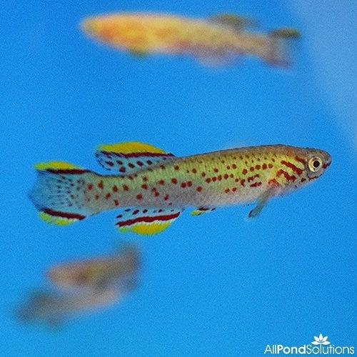 Aphyosemion Gardneri P82 Killifish - AllPondSolutions