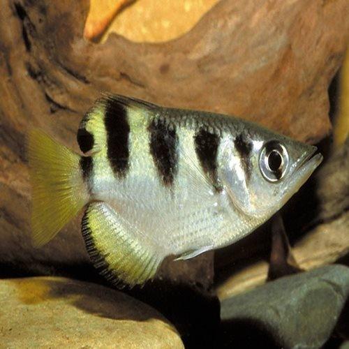 Archer Fish - Toxotes jaculatrix - AllPondSolutions