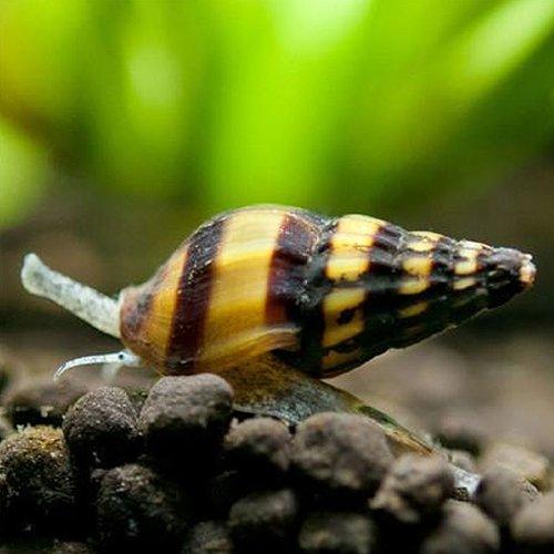 Assassin Snails - Clea Helena - AllPondSolutions