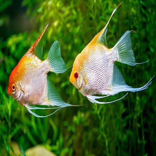 Assorted Angel Fish - Bundles 1 - 20 - AllPondSolutions
