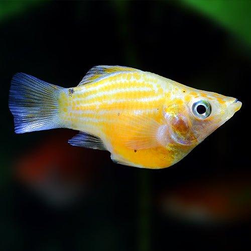 Assorted Balloon Molly - Poecilia sphenops - AllPondSolutions
