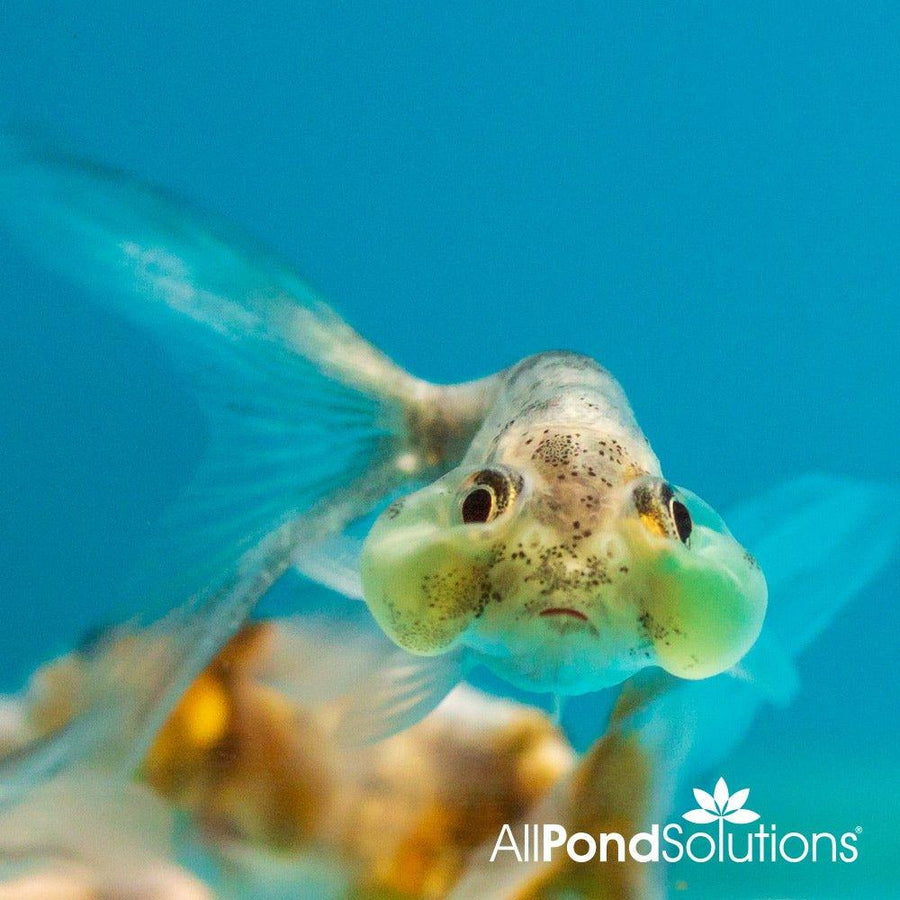 Assorted Bubble Eye Goldfish - Carassius auratus - AllPondSolutions