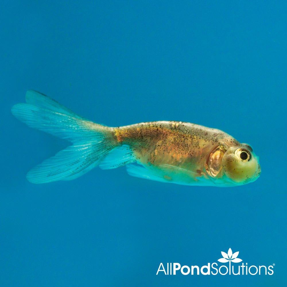 Assorted Bubble Eye Goldfish - Carassius auratus - AllPondSolutions