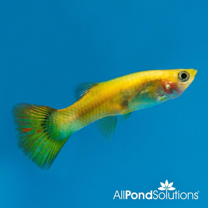 Assorted Female Guppy - Poecilia reticulata - AllPondSolutions