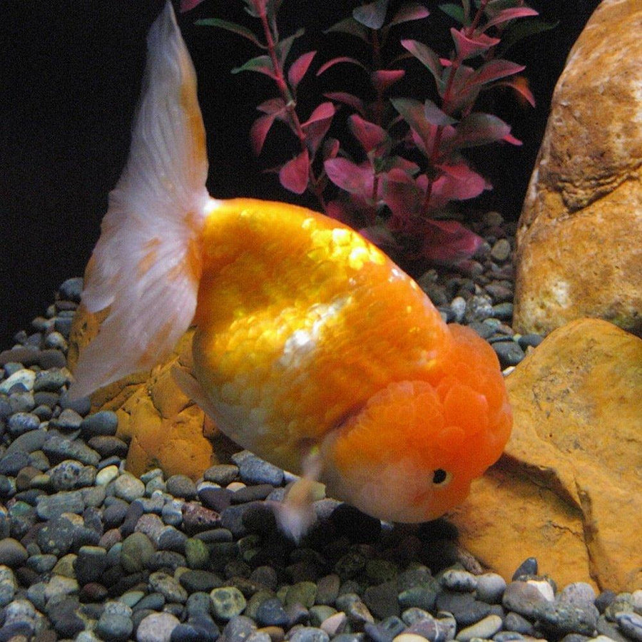 Assorted Lionheads - Carassius auratus - AllPondSolutions