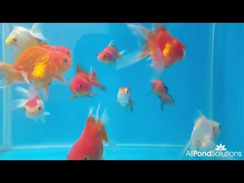 Assorted Lionheads - Carassius auratus - AllPondSolutions