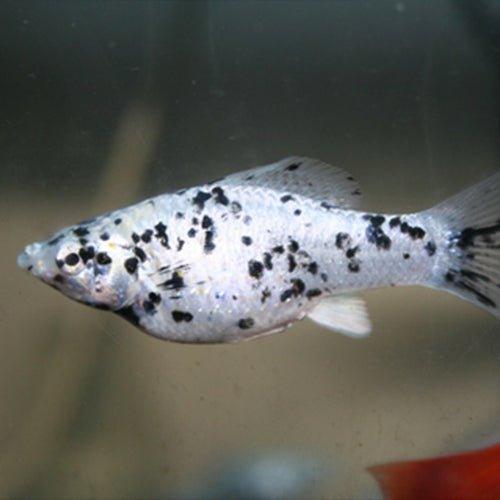 Assorted Molly - Poecilia sphenops - AllPondSolutions