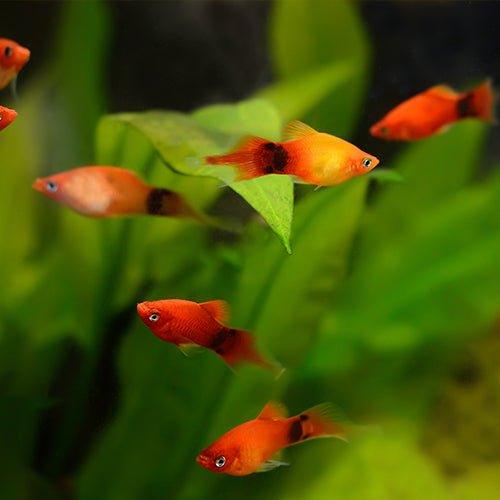 Buy Assorted Platy Fish Online Allpondsolutions AllPondSolutions