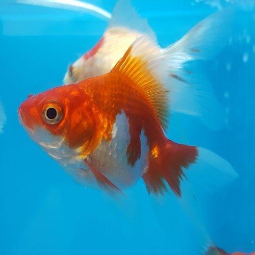 Assorted Ryukin - Carassius auratus - AllPondSolutions