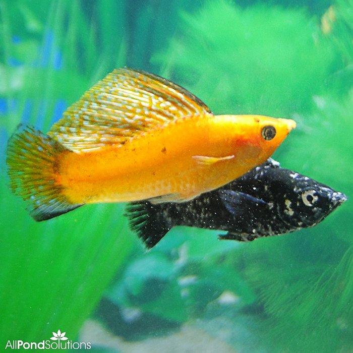 Assorted Sailfin Molly - Poecilia velifera - AllPondSolutions