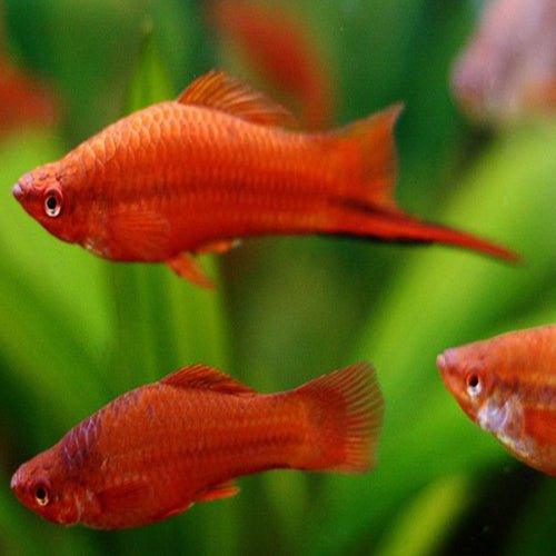 Assorted Swordtails - Xiphophorus hellerii - AllPondSolutions