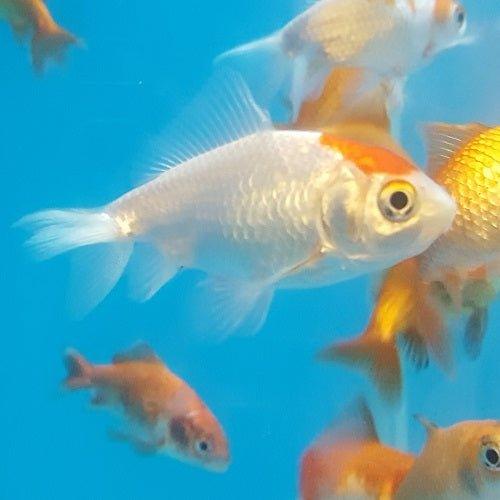 Assorted Wakin - Carassius auratus - AllPondSolutions