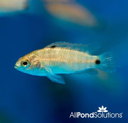 Badis Ruber - Badis Badis Burmanicus - AllPondSolutions