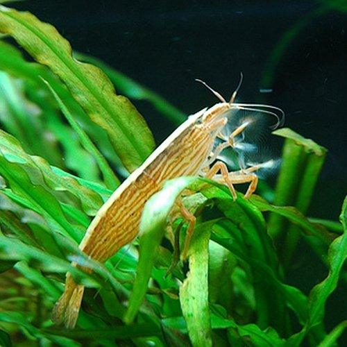 Bamboo Shrimp - Atyopsis moluccensis - AllPondSolutions