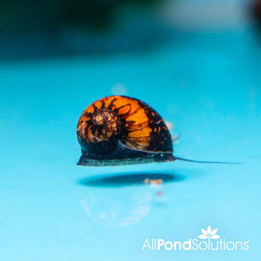 Batik Snail ‚Äì Neritina sp - AllPondSolutions