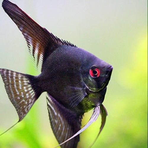 Black Angel - Pterophyllum Scalare - AllPondSolutions