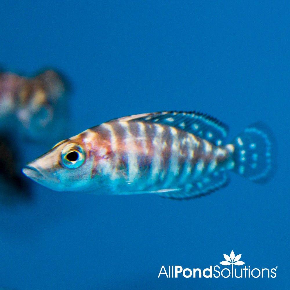 Black Calvus - Altolamprologus calvus - AllPondSolutions