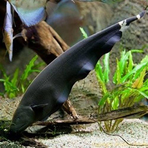 Black Ghost Knifefish - Apteronotus albifrons - AllPondSolutions