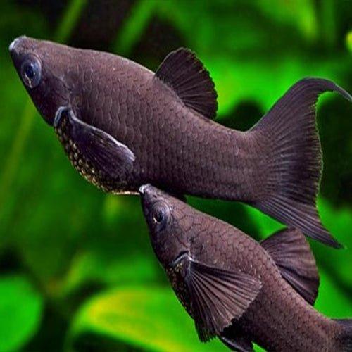 Black Molly LyreTail - Poecilia sphenops - AllPondSolutions