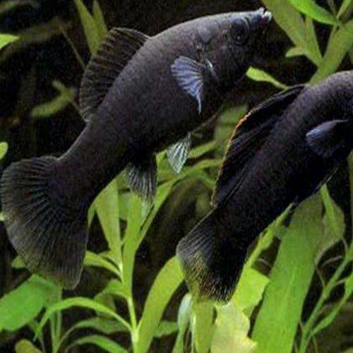 Black Molly - Poecilia sphenops - AllPondSolutions