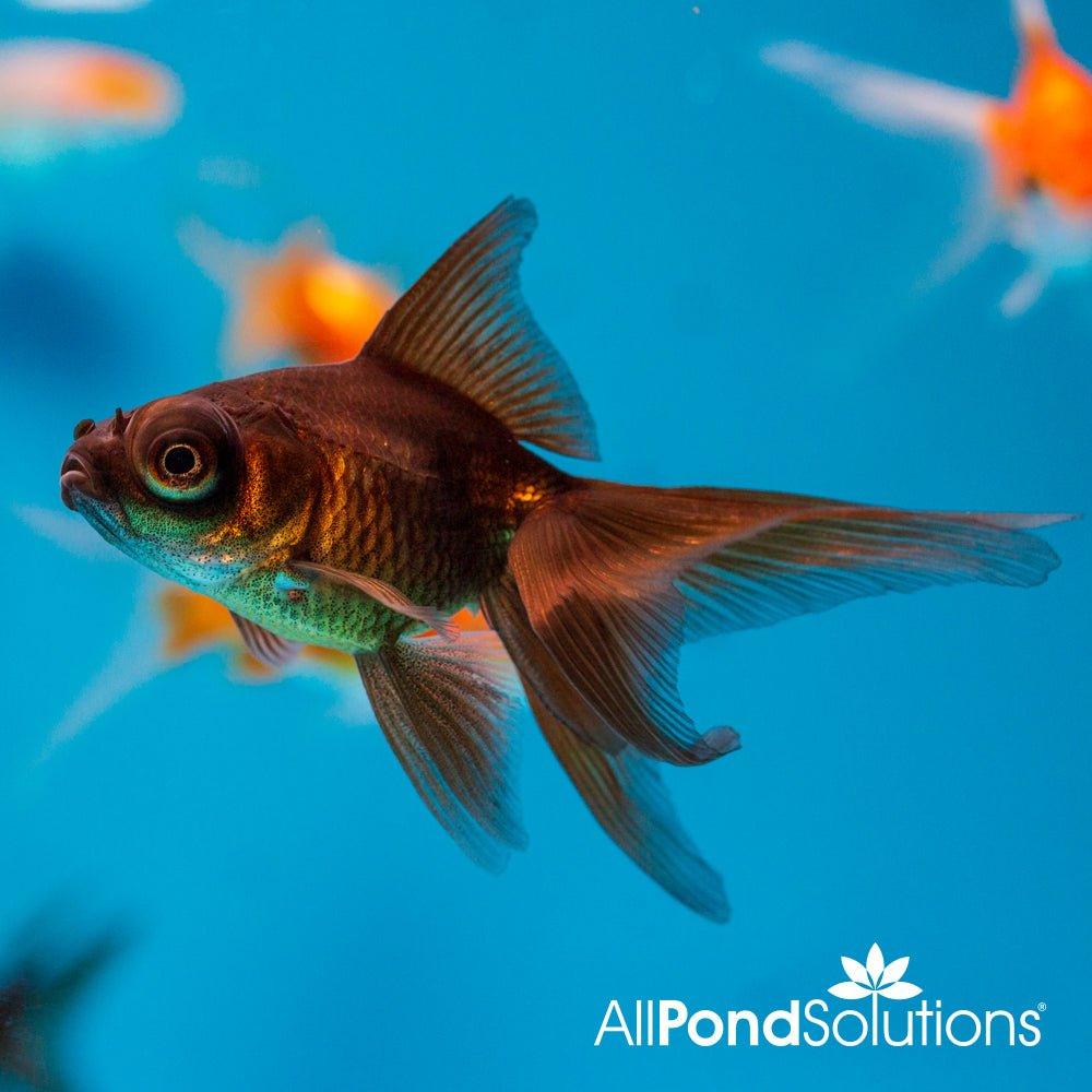 Black Moor - Carassius auratus - AllPondSolutions