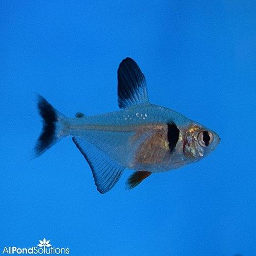 Black Phantom Tetra - AllPondSolutions