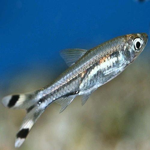 Black Scissortail Rasbora - AllPondSolutions