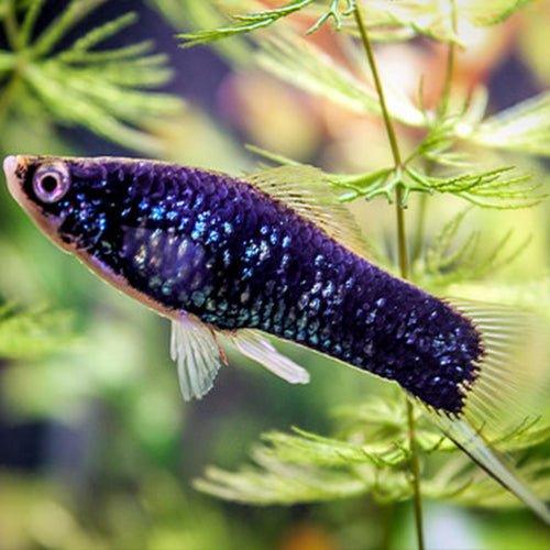 Black Swordtail - Xiphophorus hellerii - AllPondSolutions