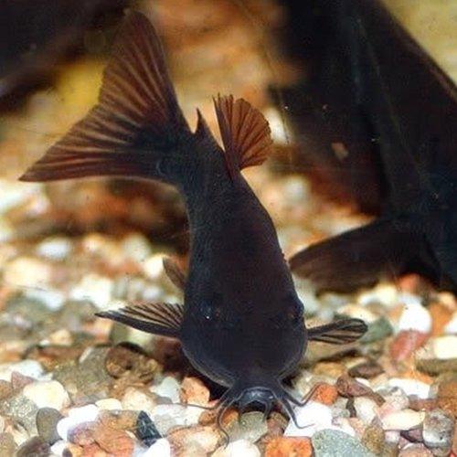 Black Venezuela Corydora - Corydoras venezuelanus - AllPondSolutions