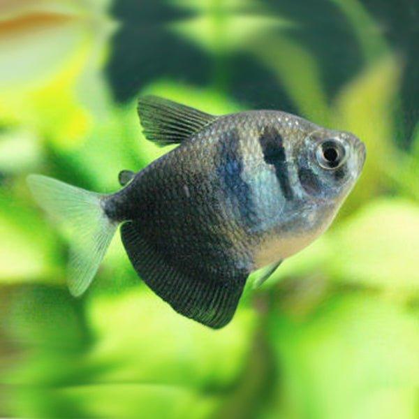 Black Widow Tetra - AllPondSolutions