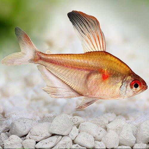 Bleeding Heart Tetra - Hyphessobrycon erythrostigma - AllPondSolutions