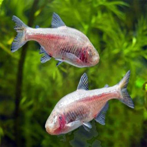 Blind Cave Fish - Astyanax mexicanus - AllPondSolutions