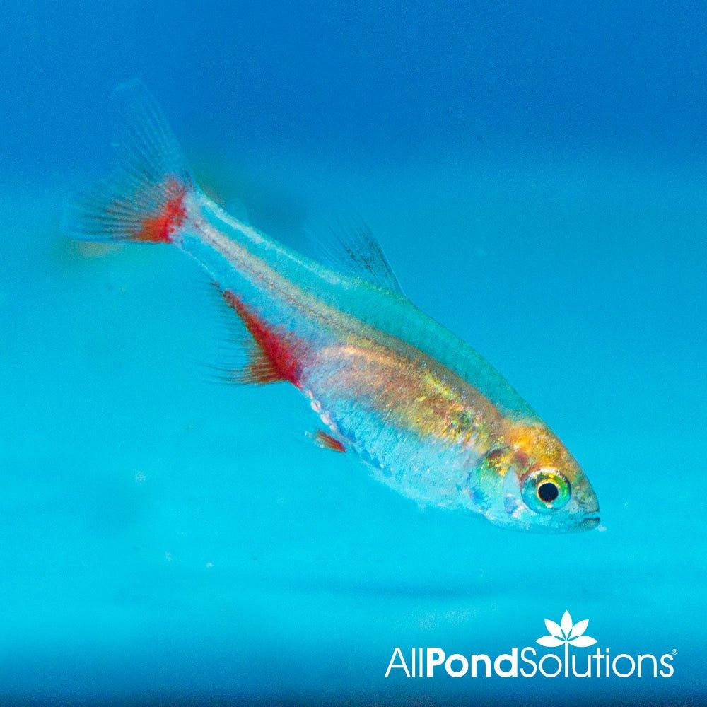 Bloodfin Tetra - Aphyocharax anisitsi - AllPondSolutions