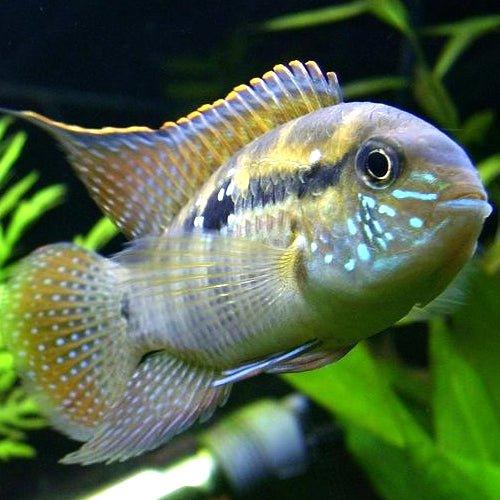 Blue Acara - Andinocara Pulcher - AllPondSolutions