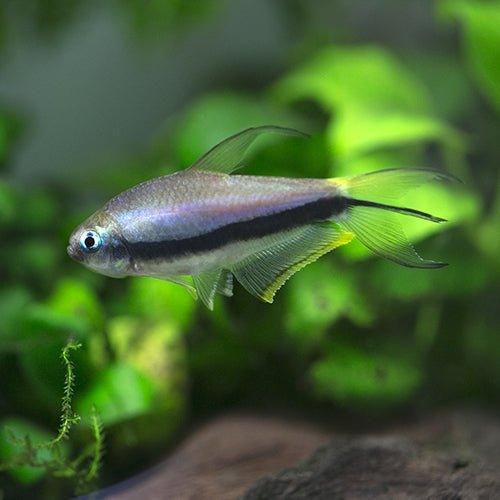 Blue Emperor Tetra - Inpaichthys kerri - AllPondSolutions