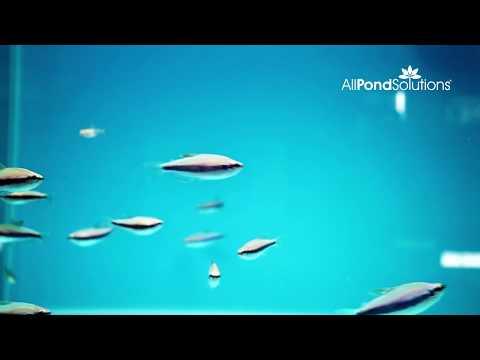 Blue Emperor Tetra - Inpaichthys kerri - AllPondSolutions