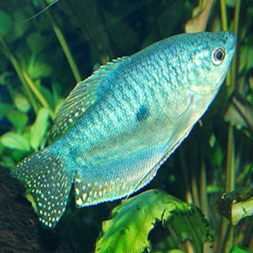 Blue Gourami - Trichopodus trichopterus - AllPondSolutions