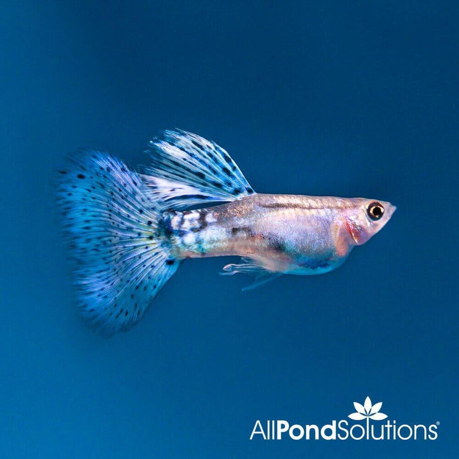 Blue Grass Guppy - Poecilia reticulata - AllPondSolutions