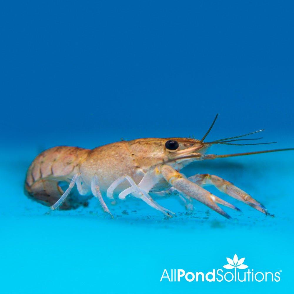 Blue Lobster ‚Cherax Quadricarinatus - AllPondSolutions