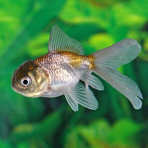 Blue Oranda - Carassius auratus - AllPondSolutions