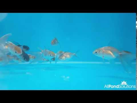 Blue Oranda - Carassius auratus - AllPondSolutions