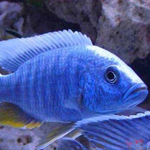 Blue Peacock - Aulonocara nyassae - AllPondSolutions