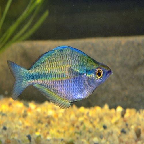 Blue Rainbow - Melanotaenia lacustris - AllPondSolutions